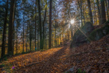 Wald Geyersberg